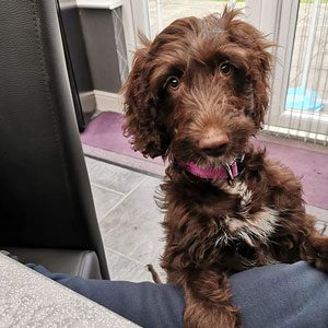 Treats-For-My-New-Puppy